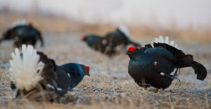 black grouse hunting in belarus