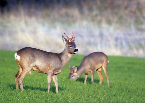 roe deer hunting in Europe