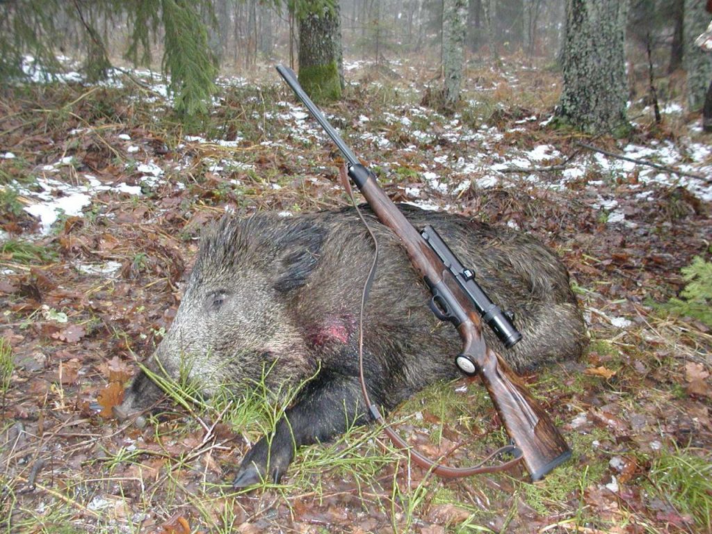 охота на кабана в Белоруссии