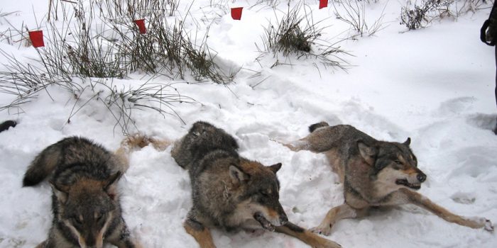 Wolf hunting in Europe