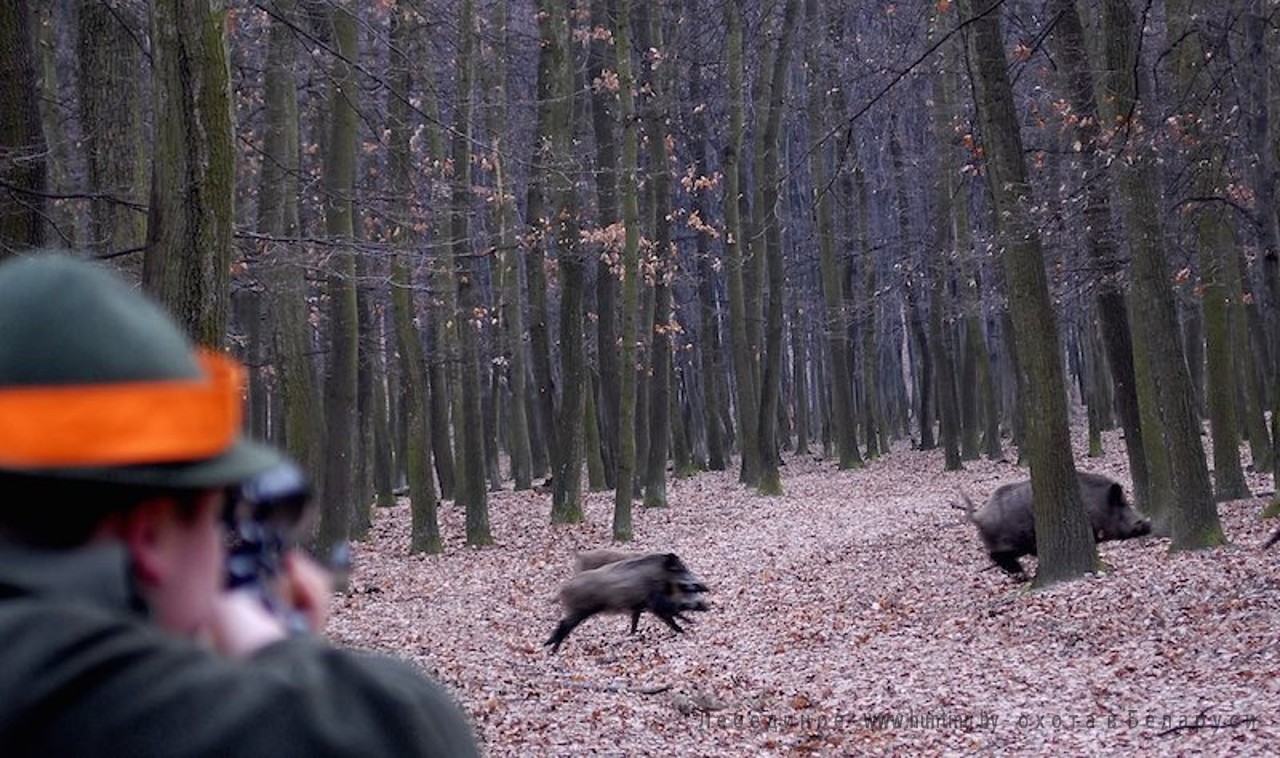 driven hunt in Belarus