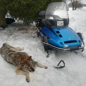 Охота на волка в беларуси