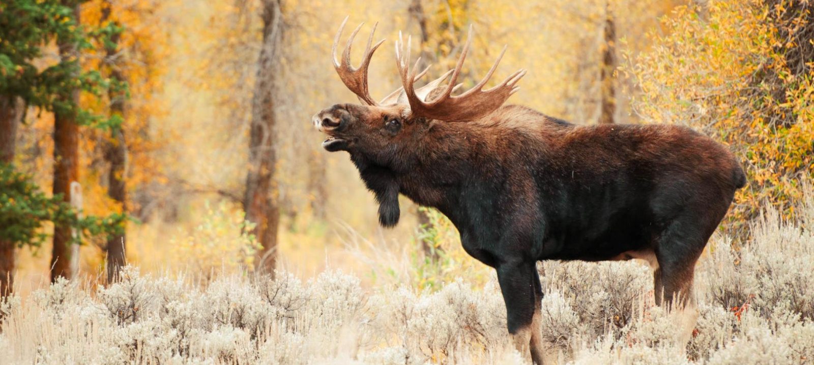 Охота в Беларуси